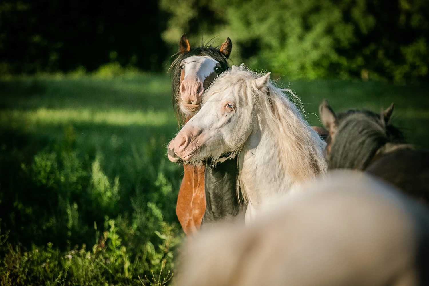 Paard verkopen - Cover Section Image