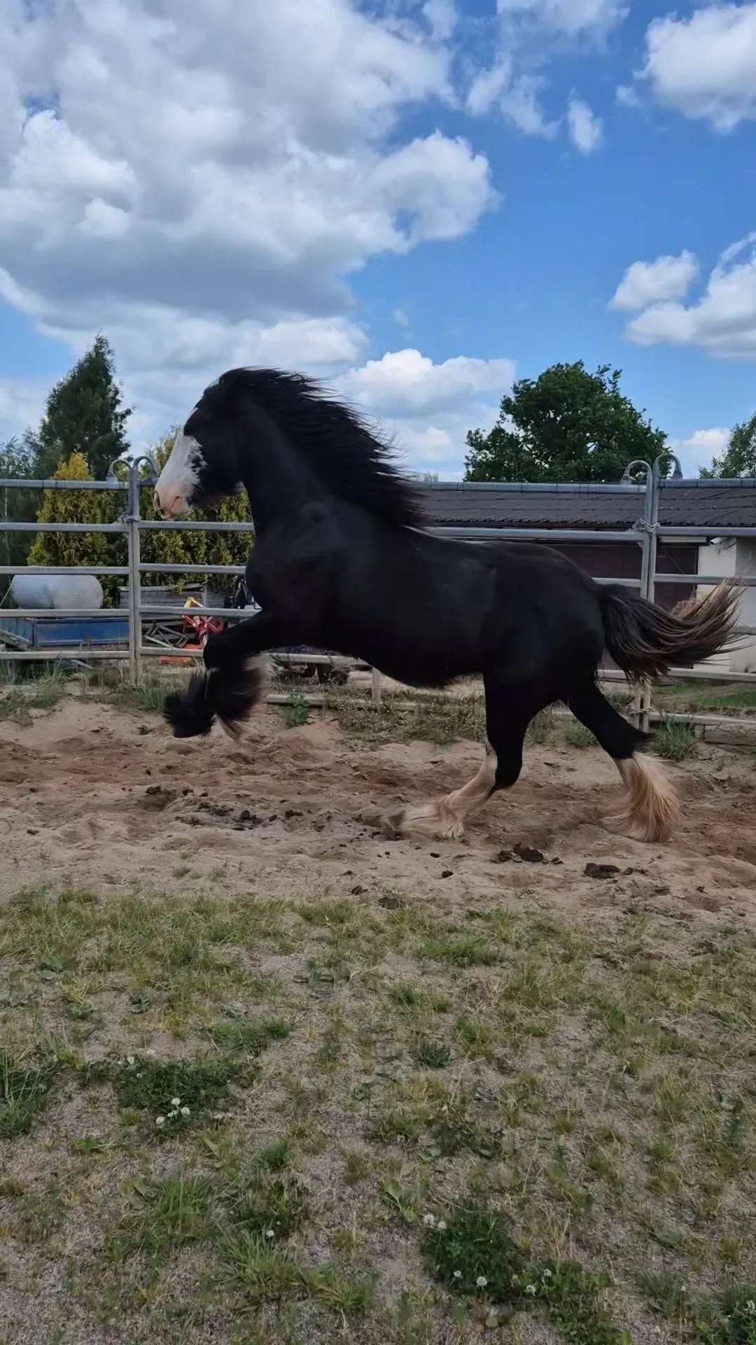 Penelope