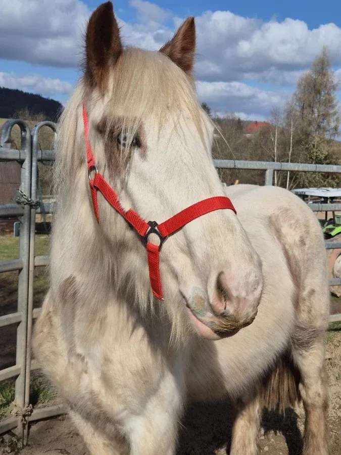 Nitro
