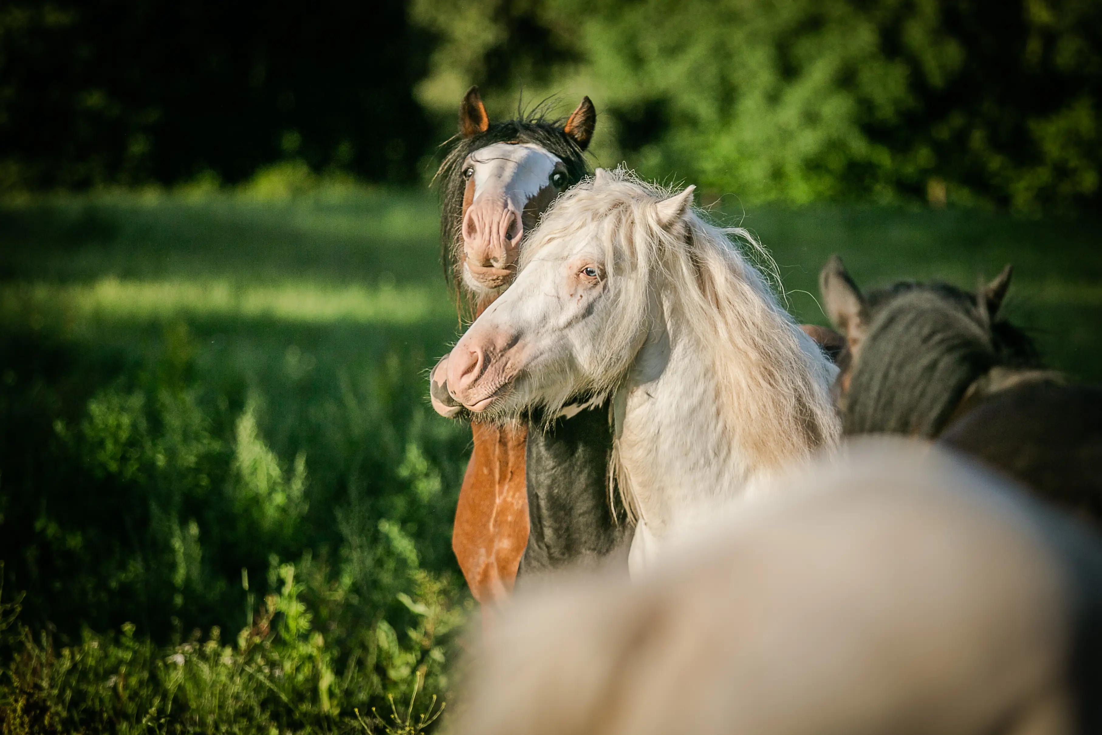 Sell a horse - Cover Section Image